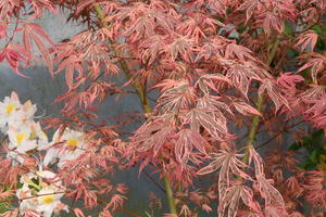 Fächerahorn 'Shirazz'