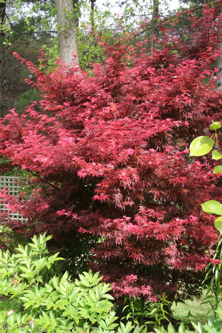 Fächerahorn 'Skeeter's Broom' - Acer palmatum 'Skeeter's Broom'