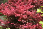 Fächerahorn 'Skeeter's Broom' - Acer palmatum 'Skeeter's Broom'