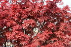 Fächerahorn 'Skeeter's Broom' - Acer palmatum 'Skeeter's Broom'
