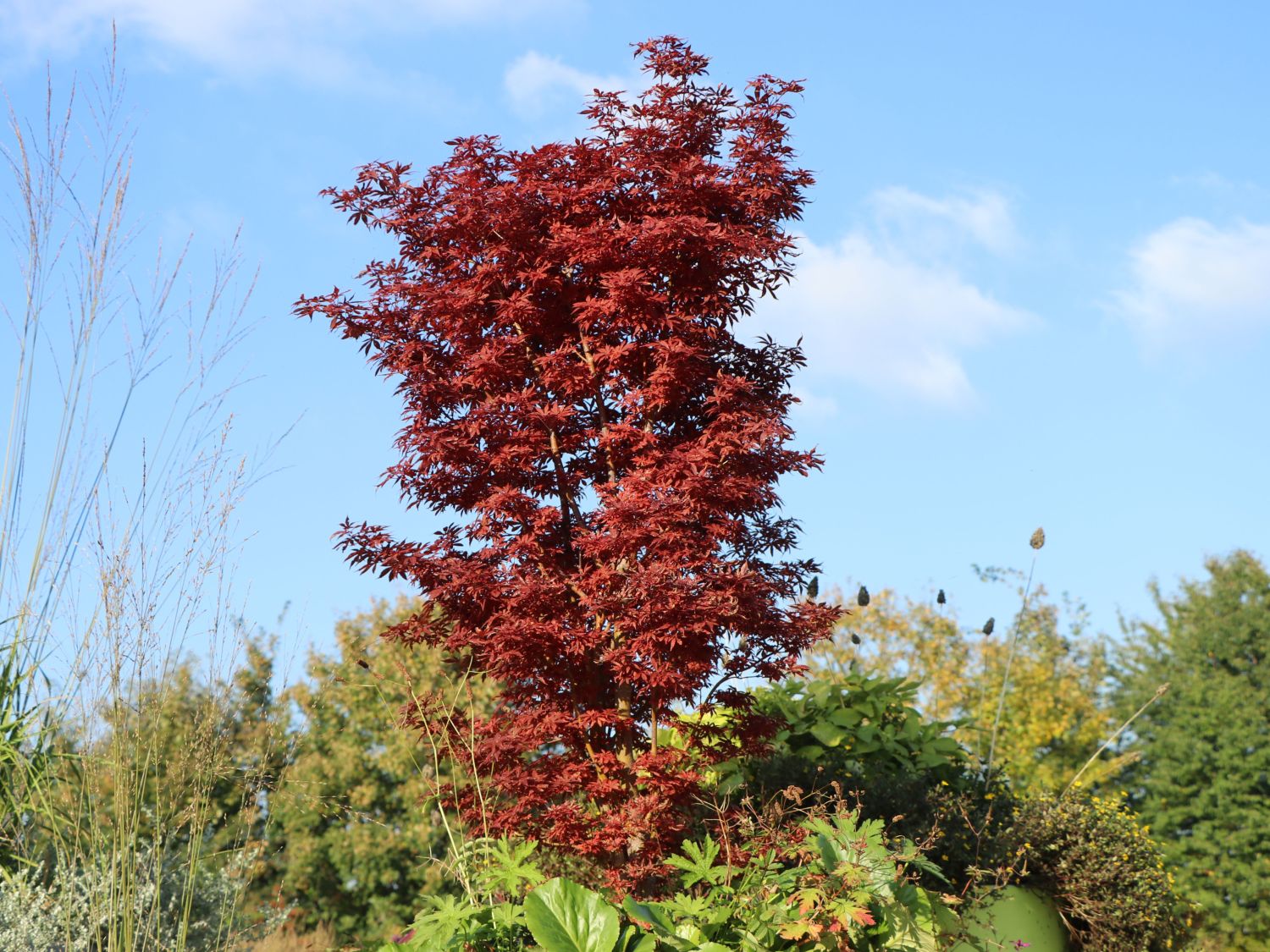 Fächerahorn 'Skeeter's Broom' - Acer palmatum 'Skeeter's Broom'