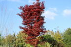 Fächerahorn 'Skeeter's Broom' - Acer palmatum 'Skeeter's Broom'