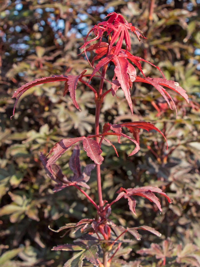 Fächerahorn 'Skeeter's Broom' - Acer palmatum 'Skeeter's Broom'