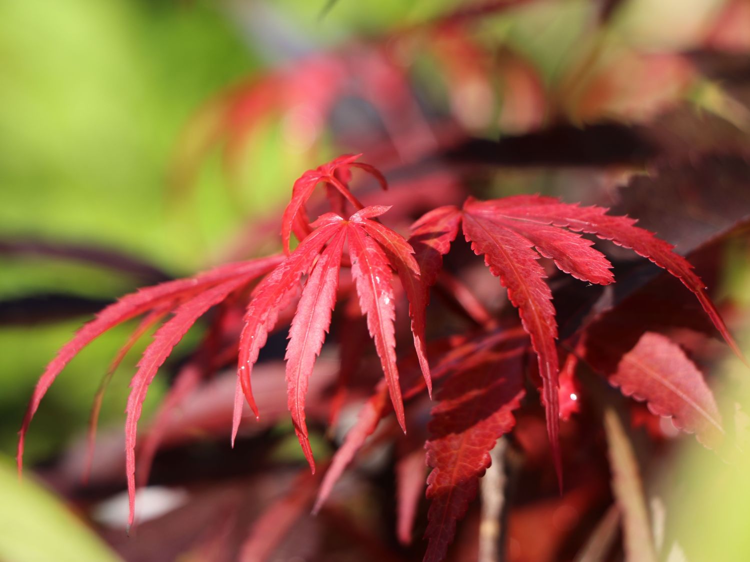 Fächerahorn 'Skeeter's Broom' - Acer palmatum 'Skeeter's Broom'
