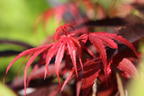 Fächerahorn 'Skeeter's Broom' - Acer palmatum 'Skeeter's Broom'