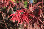 Fächerahorn 'Skeeter's Broom' - Acer palmatum 'Skeeter's Broom'
