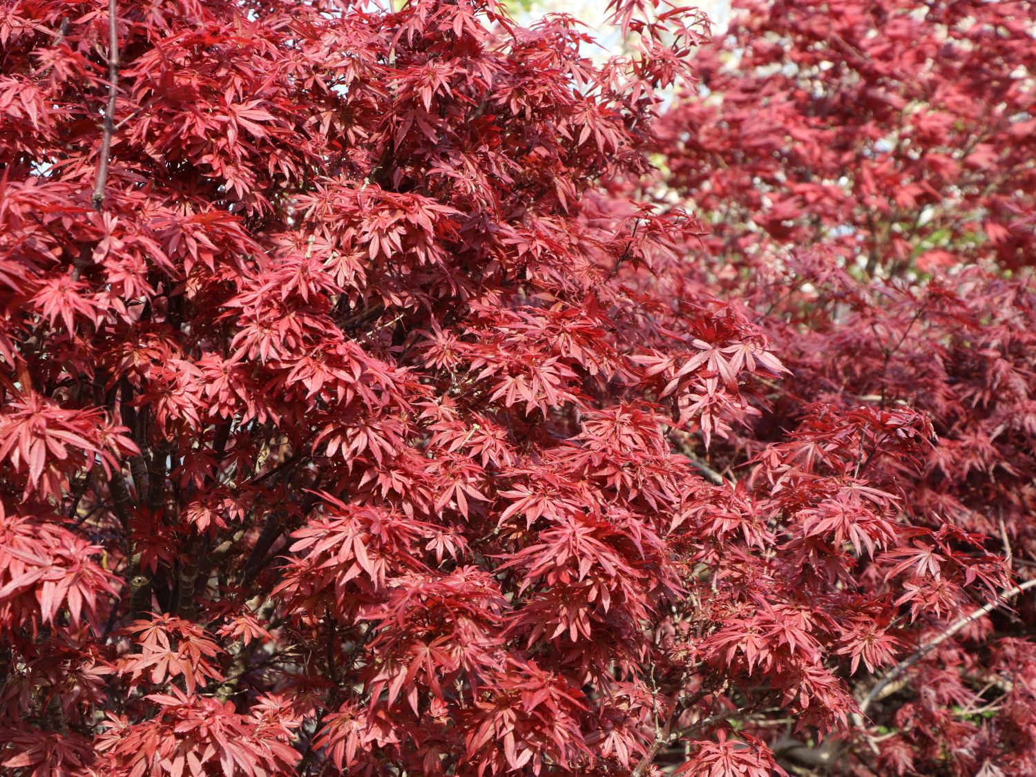 Fächerahorn 'Skeeter's Broom' - Acer palmatum 'Skeeter's Broom'