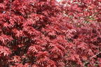 Fächerahorn 'Skeeter's Broom' - Acer palmatum 'Skeeter's Broom'