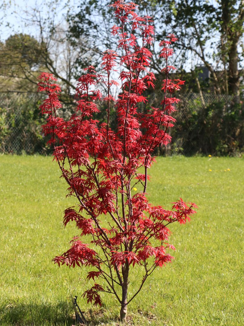 Fächerahorn 'Skeeter's Broom' - Acer palmatum 'Skeeter's Broom'