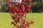 Fächerahorn 'Skeeter's Broom' - Acer palmatum 'Skeeter's Broom'