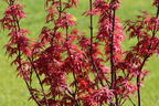 Fächerahorn 'Skeeter's Broom' - Acer palmatum 'Skeeter's Broom'