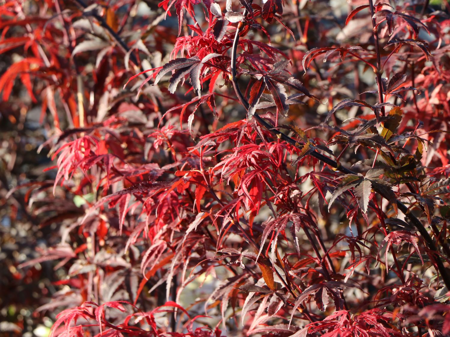 Fächerahorn 'Skeeter's Broom' - Acer palmatum 'Skeeter's Broom'