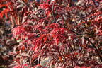 Fächerahorn 'Skeeter's Broom' - Acer palmatum 'Skeeter's Broom'