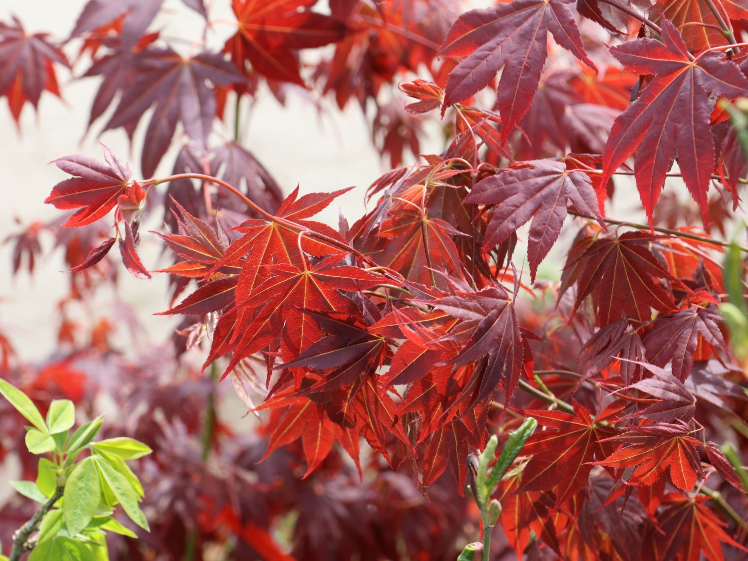 Fächerahorn 'Tsukushi gata' - Acer palmatum 'Tsukushi gata'