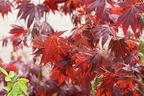 Fächerahorn 'Tsukushi gata' - Acer palmatum 'Tsukushi gata'