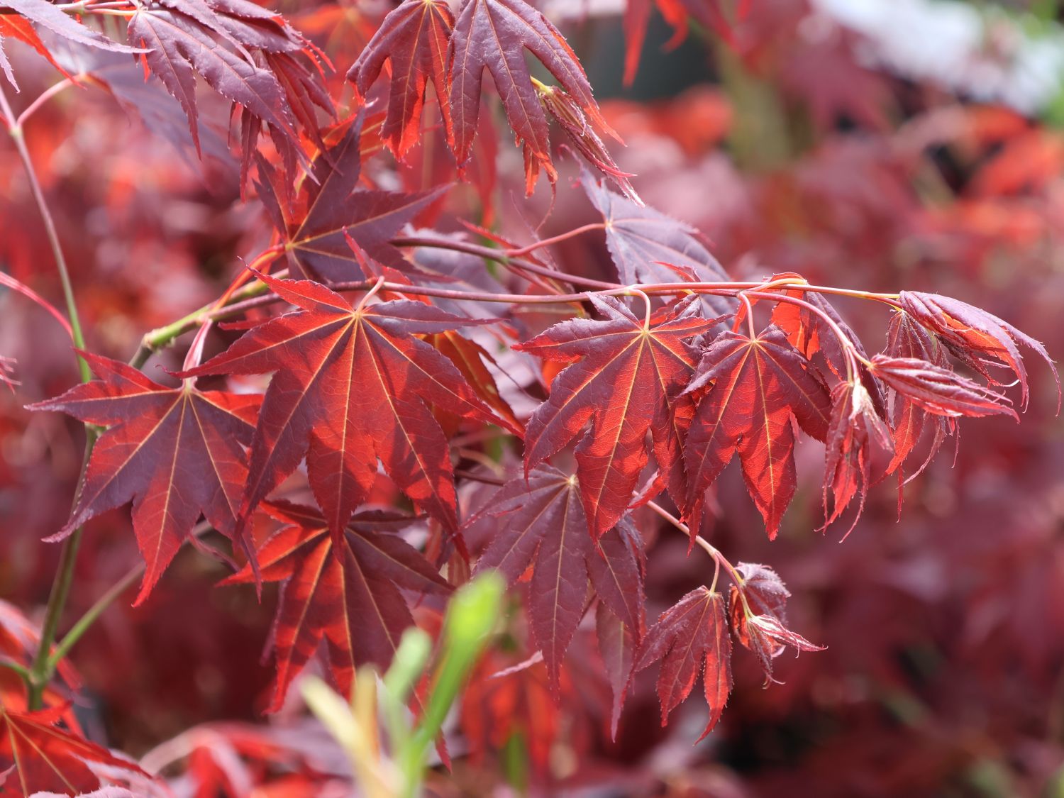 Fächerahorn 'Tsukushi gata' - Acer palmatum 'Tsukushi gata'