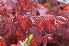 Fächerahorn 'Tsukushi gata' - Acer palmatum 'Tsukushi gata'