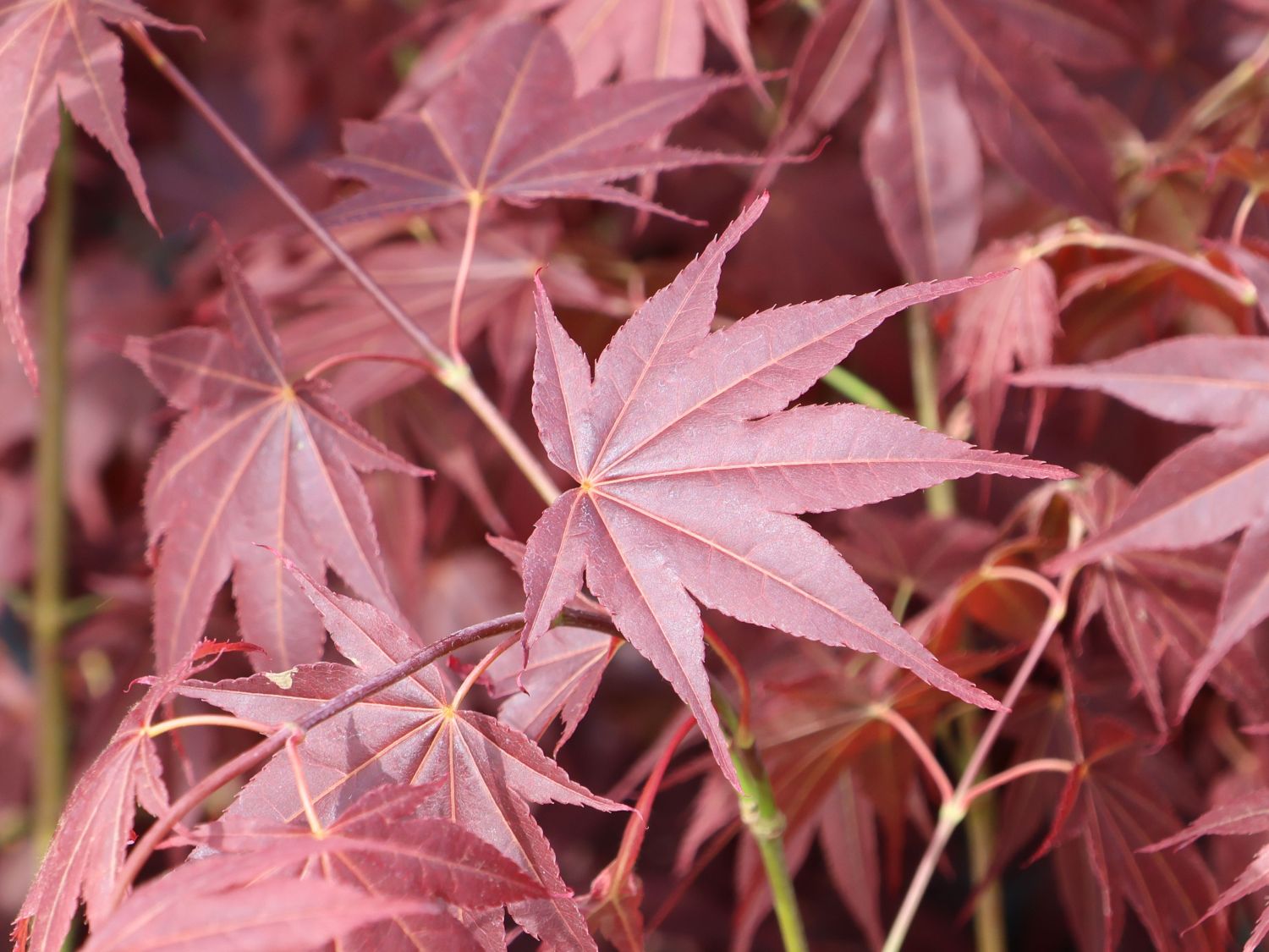 Fächerahorn 'Tsukushi gata' - Acer palmatum 'Tsukushi gata'