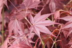 Fächerahorn 'Tsukushi gata' - Acer palmatum 'Tsukushi gata'