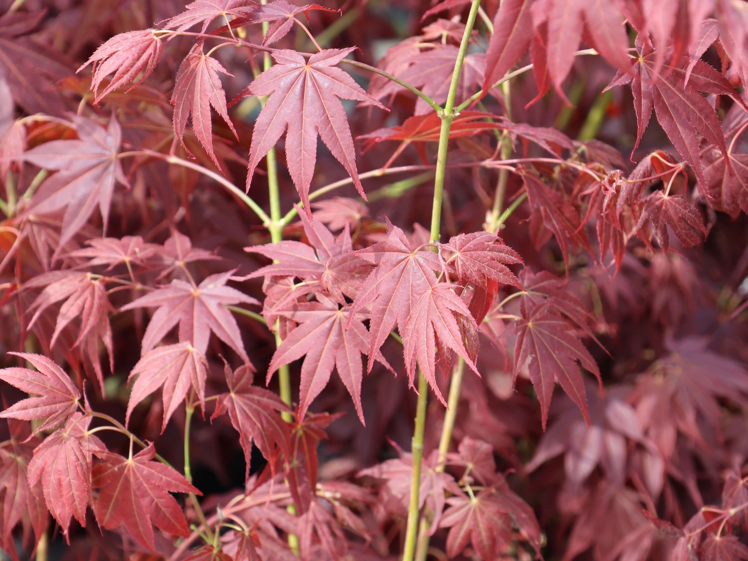 Fächerahorn 'Tsukushi gata' - Acer palmatum 'Tsukushi gata'
