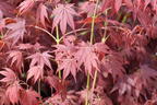 Fächerahorn 'Tsukushi gata' - Acer palmatum 'Tsukushi gata'
