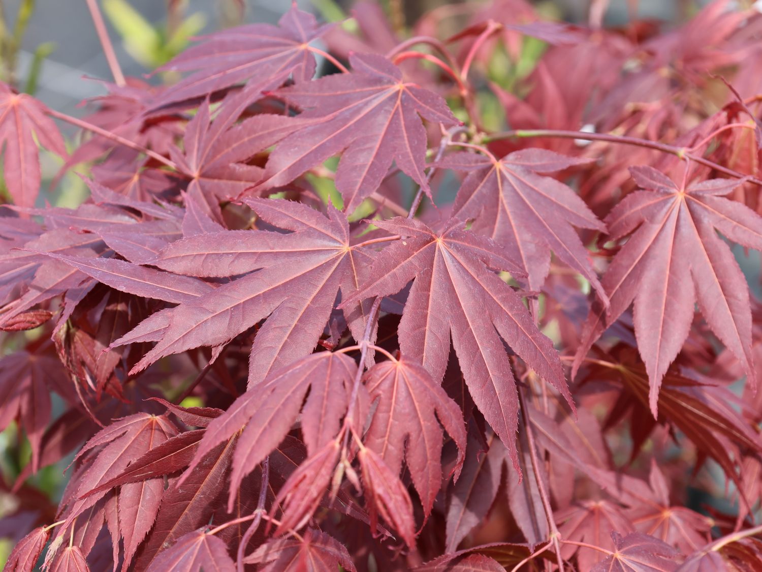Fächerahorn 'Tsukushi gata' - Acer palmatum 'Tsukushi gata'