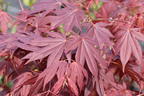 Fächerahorn 'Tsukushi gata' - Acer palmatum 'Tsukushi gata'