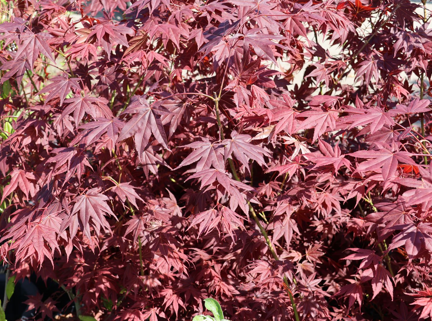 Fächerahorn 'Tsukushi gata' - Acer palmatum 'Tsukushi gata'