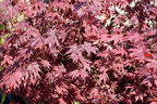 Fächerahorn 'Tsukushi gata' - Acer palmatum 'Tsukushi gata'