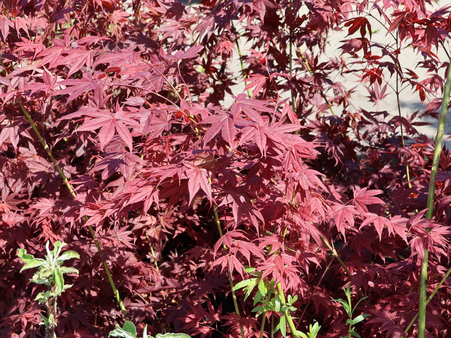 Fächerahorn 'Tsukushi gata' - Acer palmatum 'Tsukushi gata'
