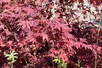 Fächerahorn 'Tsukushi gata' - Acer palmatum 'Tsukushi gata'
