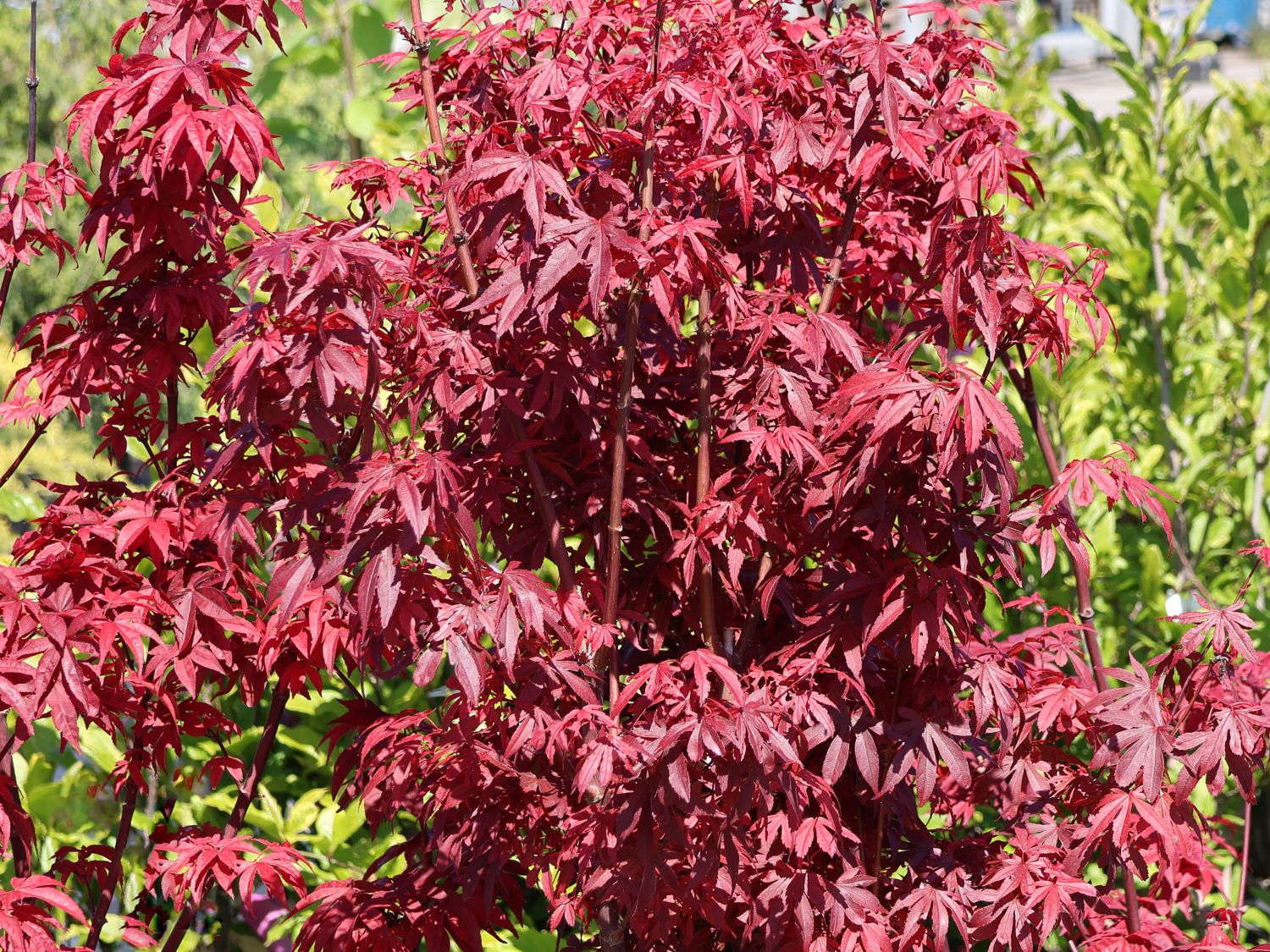 Fächerahorn 'Twombly's Red Sentinel'