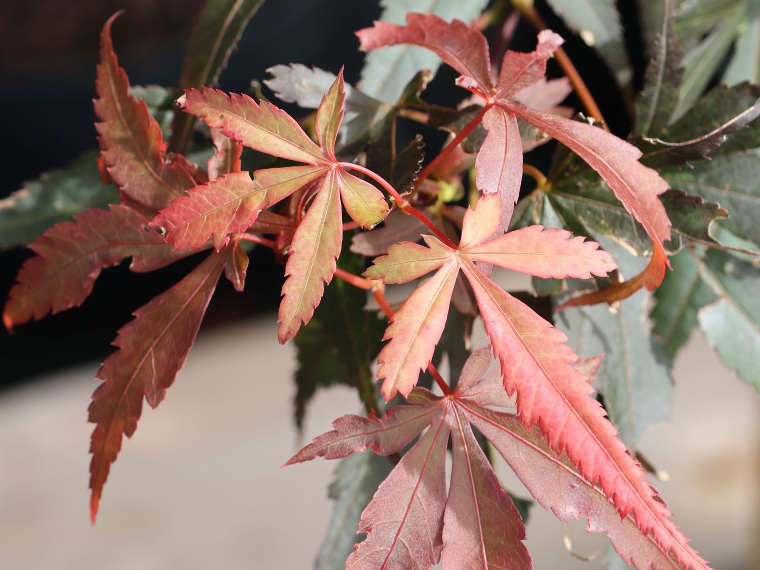 Fächerahorn 'Twombly's Red Sentinel' - Acer palmatum 'Twombly's Red Sentinel'