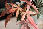 Fächerahorn 'Twombly's Red Sentinel' - Acer palmatum 'Twombly's Red Sentinel'