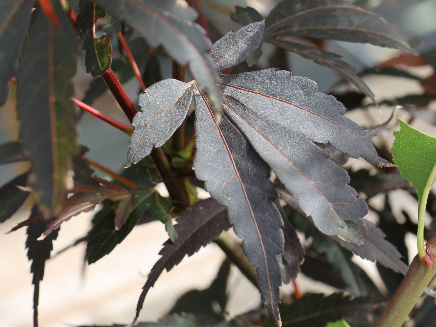 Fächerahorn 'Twombly's Red Sentinel' - Acer palmatum 'Twombly's Red Sentinel'