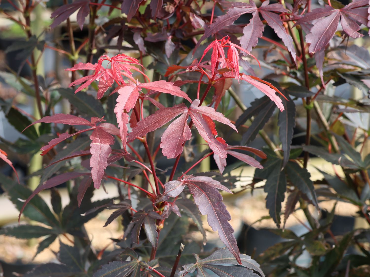 Fächerahorn 'Twombly's Red Sentinel' - Acer palmatum 'Twombly's Red Sentinel'