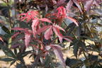 Fächerahorn 'Twombly's Red Sentinel' - Acer palmatum 'Twombly's Red Sentinel'