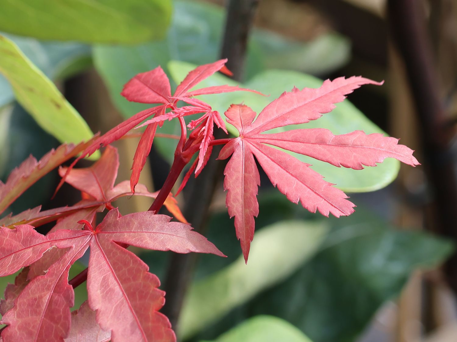Fächerahorn 'Twombly's Red Sentinel' - Acer palmatum 'Twombly's Red Sentinel'