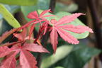 Fächerahorn 'Twombly's Red Sentinel' - Acer palmatum 'Twombly's Red Sentinel'