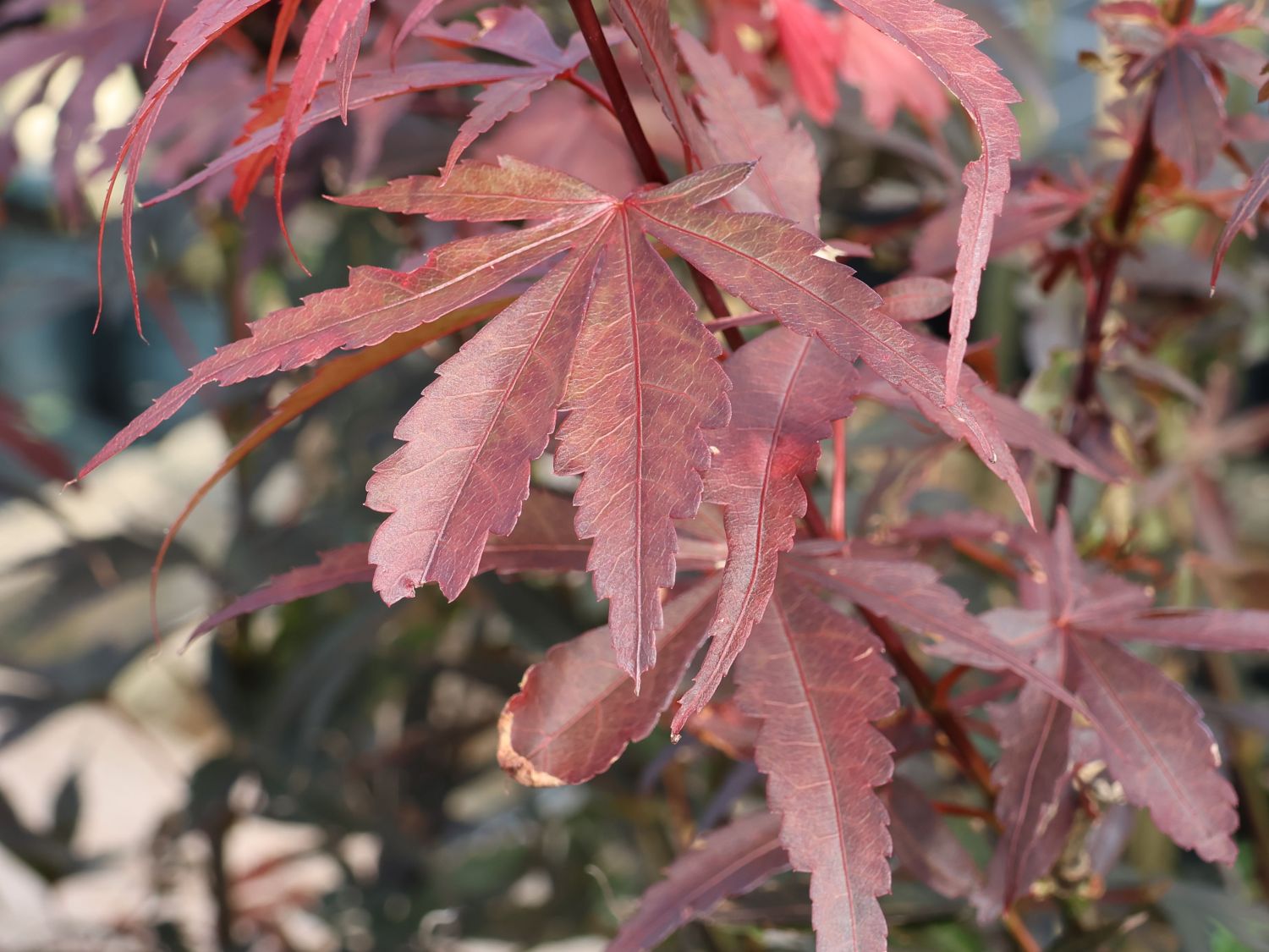 Fächerahorn 'Twombly's Red Sentinel' - Acer palmatum 'Twombly's Red Sentinel'