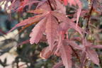 Fächerahorn 'Twombly's Red Sentinel' - Acer palmatum 'Twombly's Red Sentinel'
