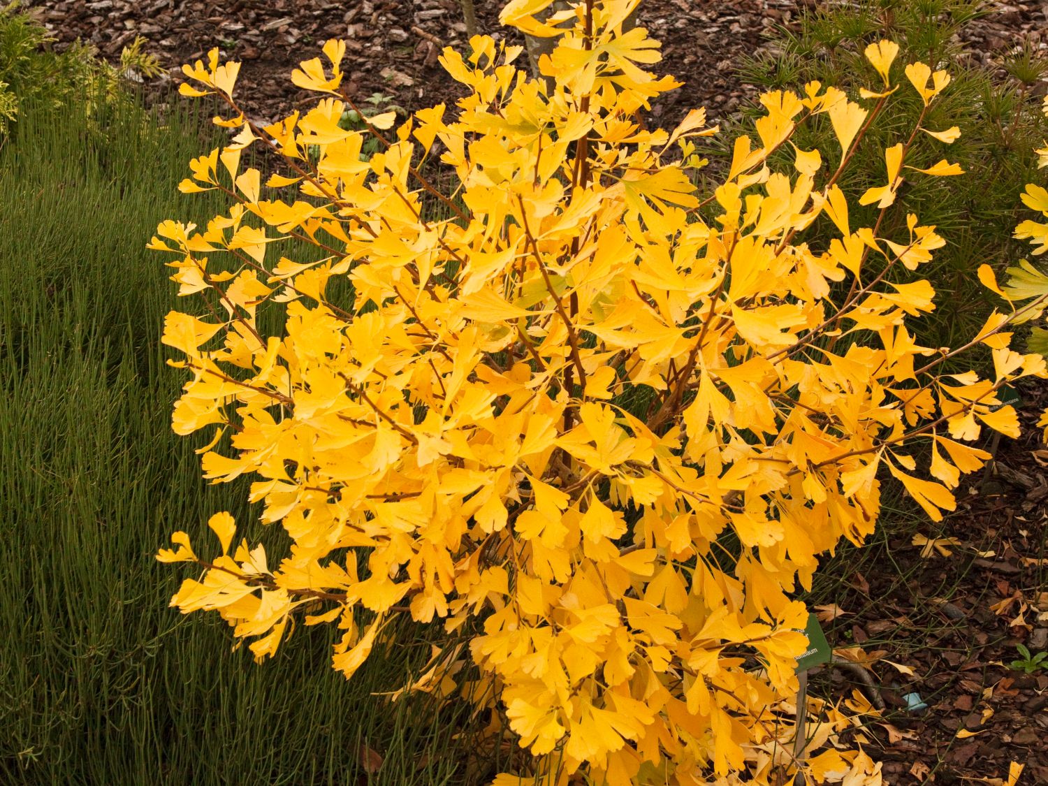 Fächerblattbaum 'Autumn Gold' / Ginkgo biloba / Ginkgobaum - Ginkgo biloba 'Autumn Gold'