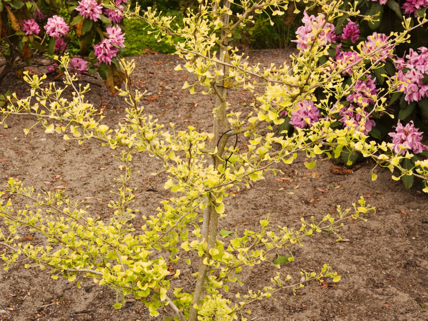 Fächerblattbaum 'Beijing Gold'