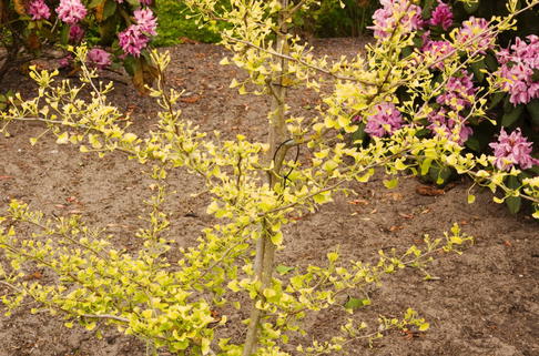 Fächerblattbaum 'Beijing Gold' - Ginkgo biloba 'Beijing Gold'