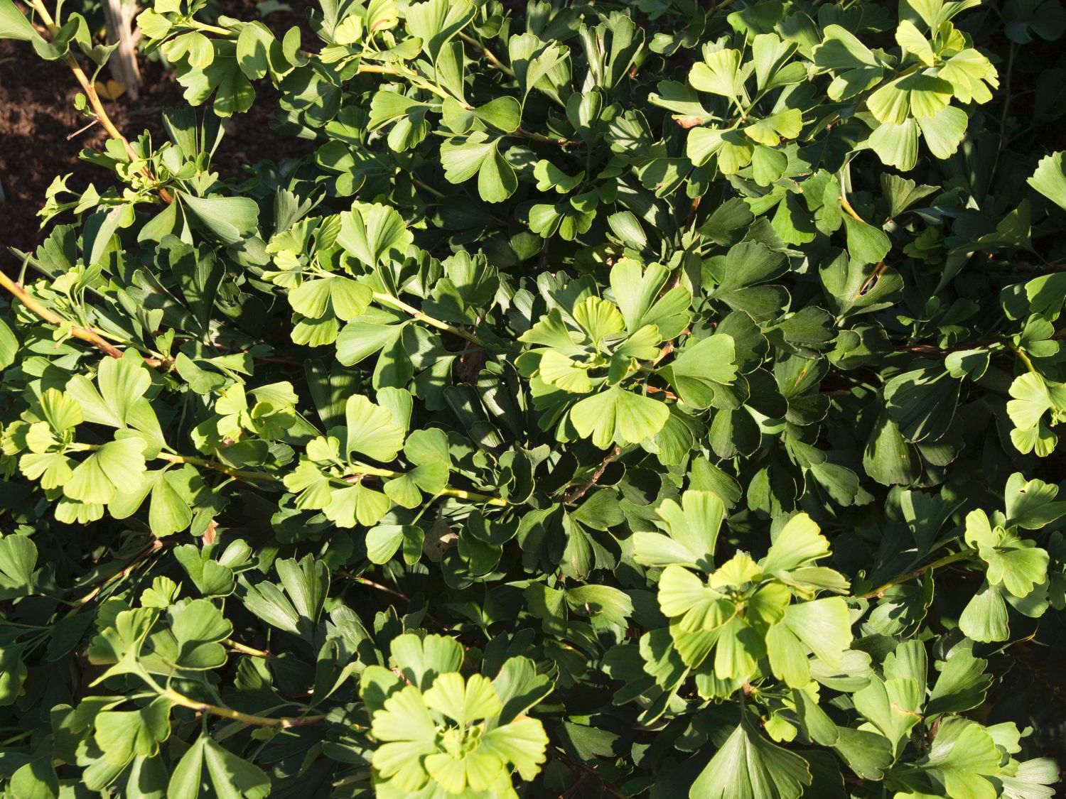 Ginkgogewächse (Ginkgoaceae)