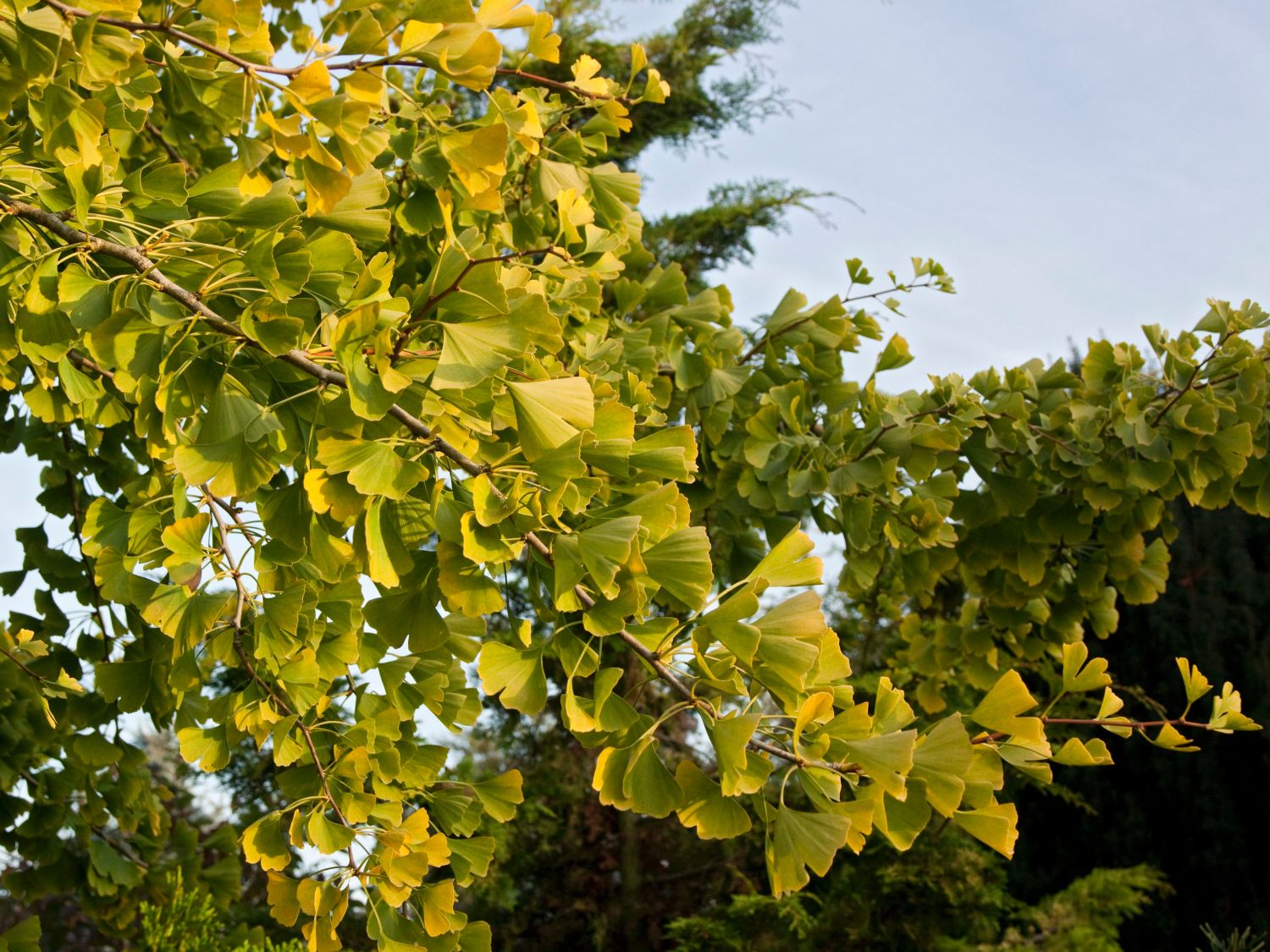Ginkgoartige (Ginkgoales)