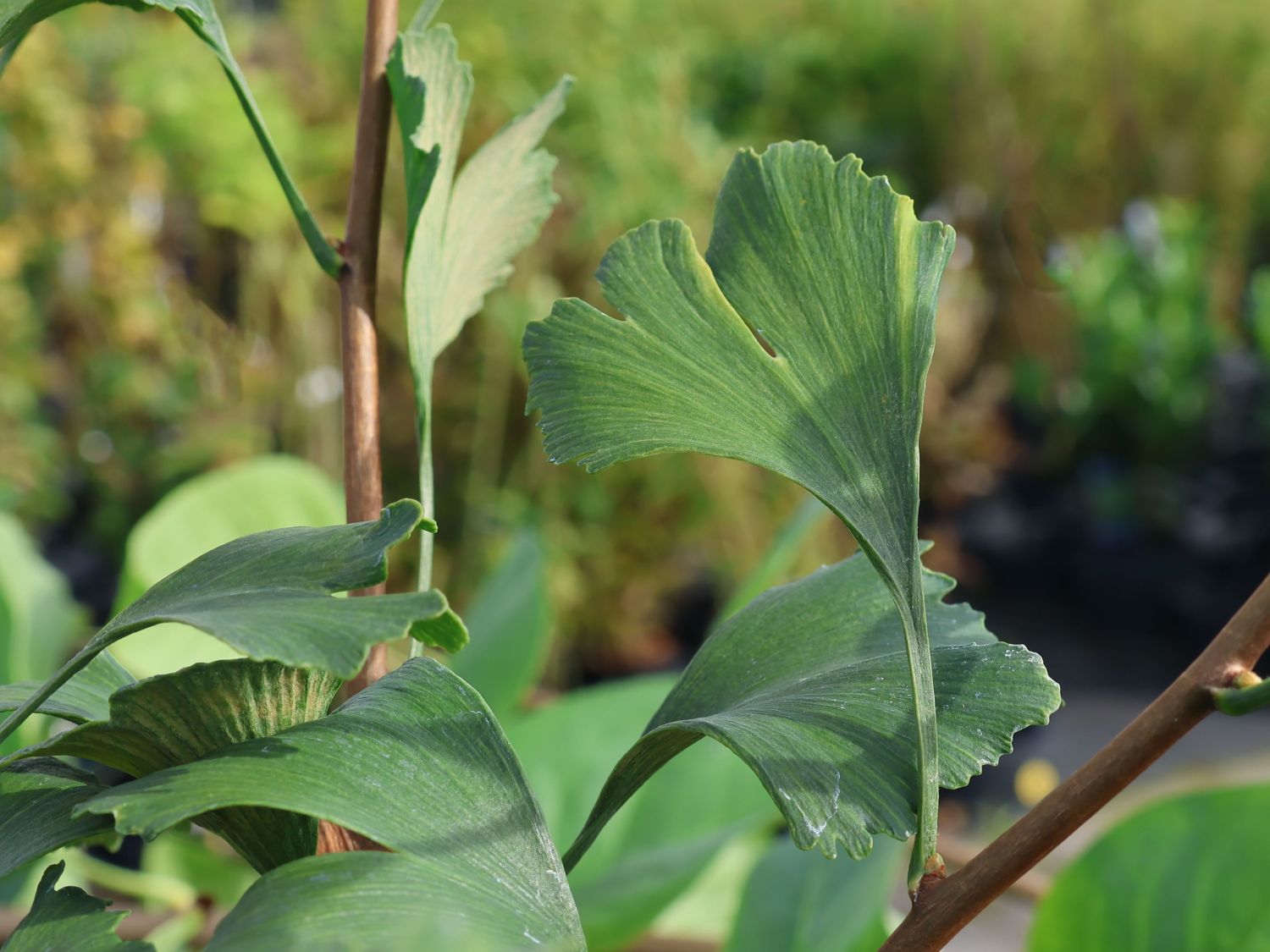 Fächerblattbaum 'Little Emperor'