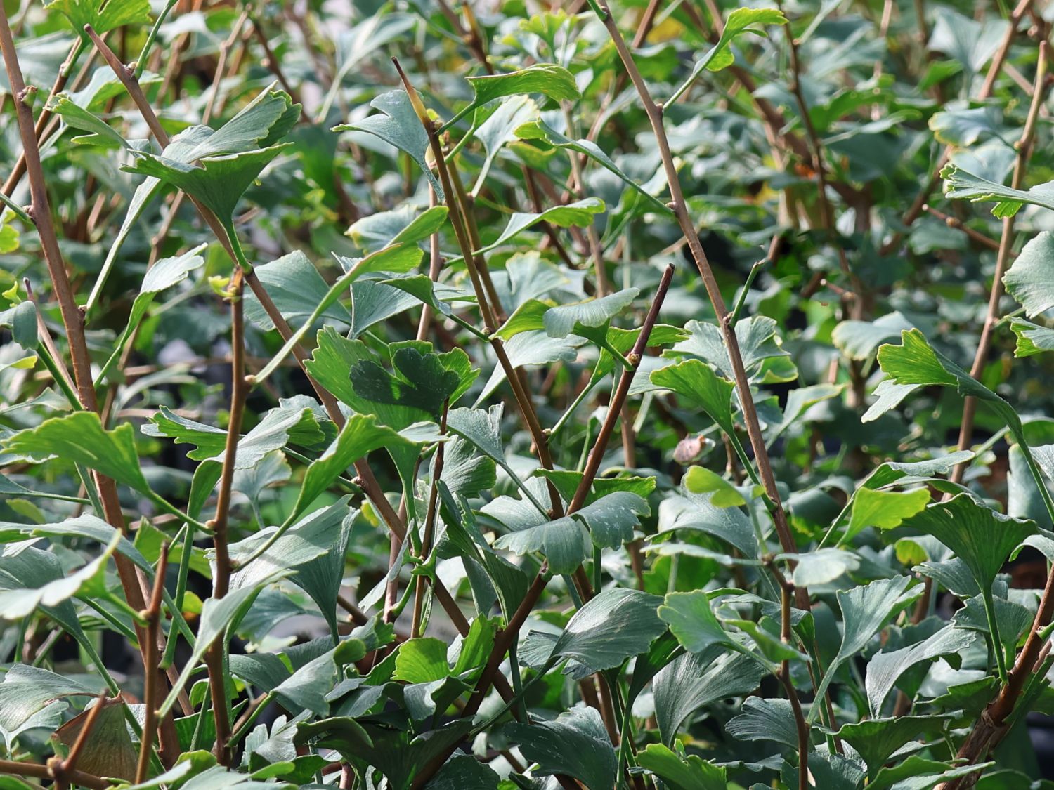 Fächerblattbaum 'Little Emperor' - Ginkgo biloba 'Little Emperor'