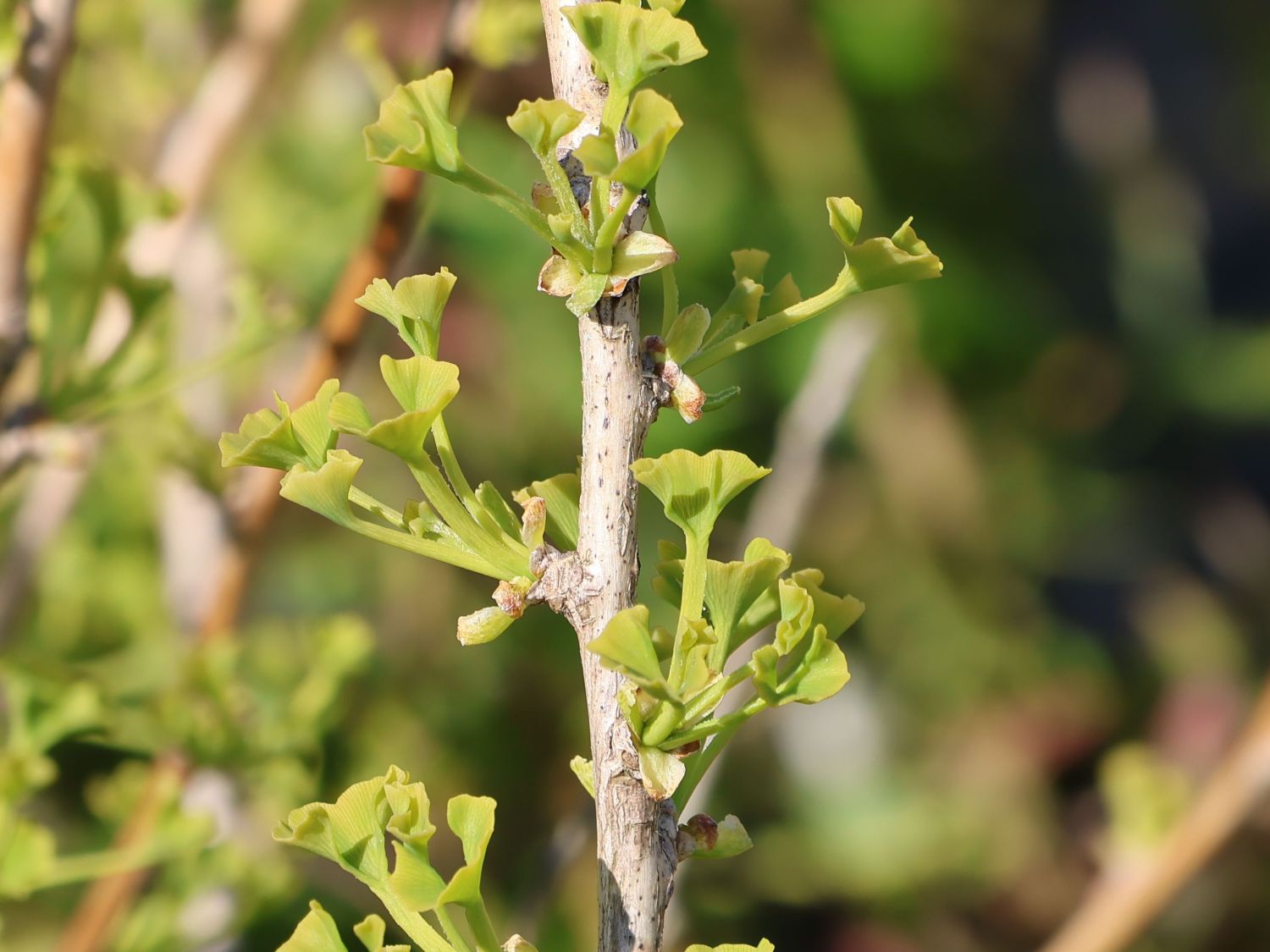 Fächerblattbaum 'Little Leaf'