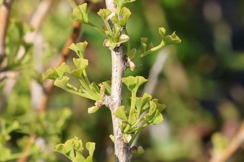 Fächerblattbaum 'Little Leaf' - Ginkgo biloba 'Little Leaf'